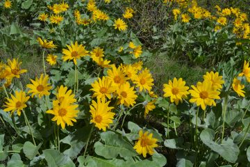 Wild sunflower (Balsamorhiza sagittata) on UBC’s Okanagan campus